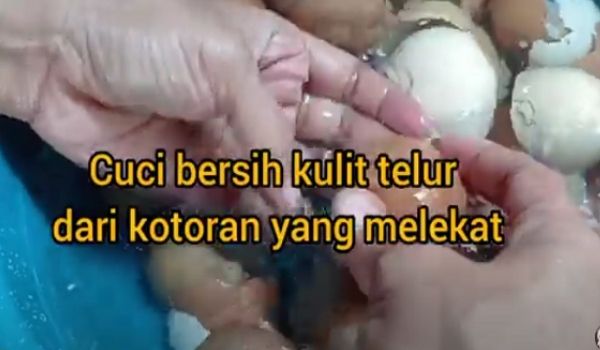 pupuk cangkang telur